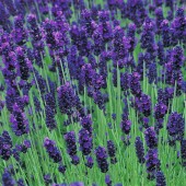 Лаванда Lavandula Hidcote Blue